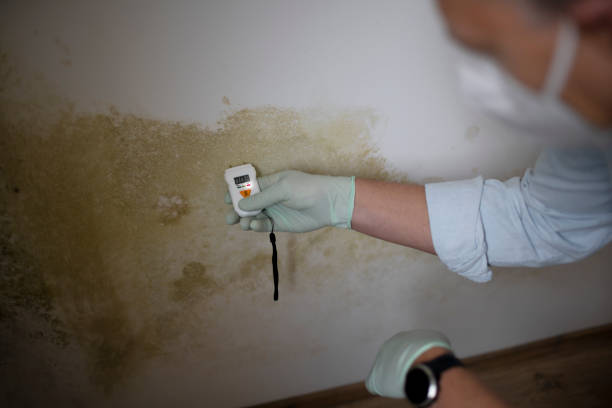 Best Mold Damage Repair  in Lake Wynonah, PA